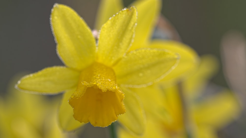 Un primer plano de una flor amarilla con gotas de agua sobre ella