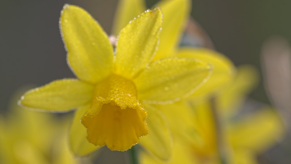 a close up of a yellow flower with drops of water on it