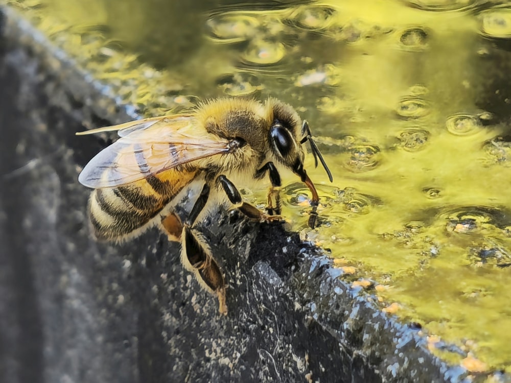 a close up of a bee drinking water
