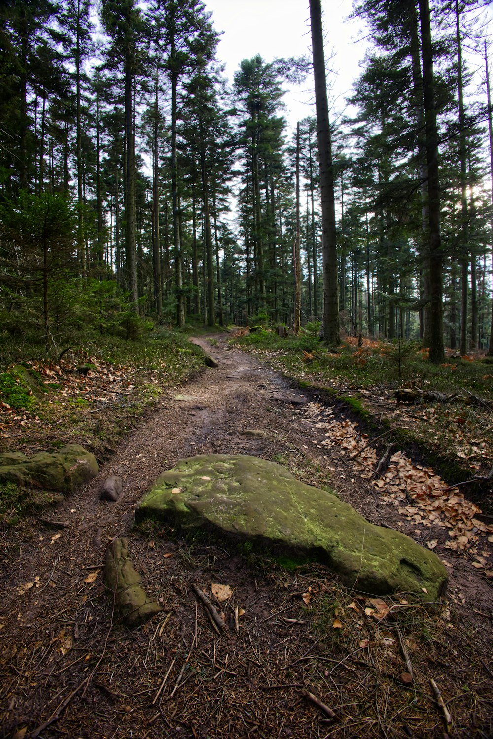 a trail in the woods with a large rock on the ground