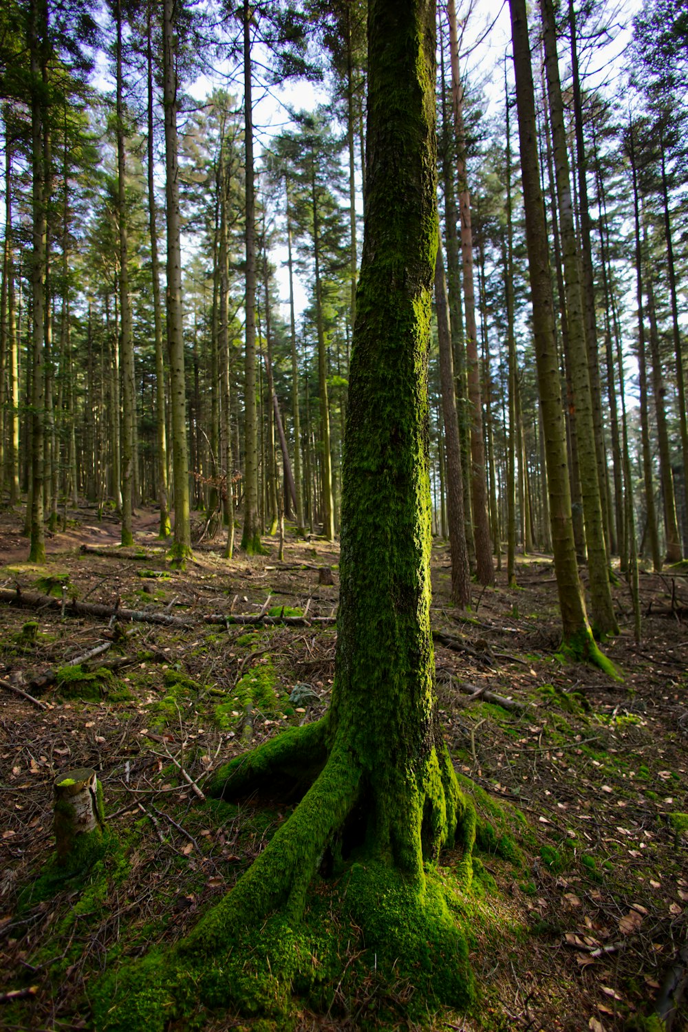 a moss covered tree in the middle of a forest