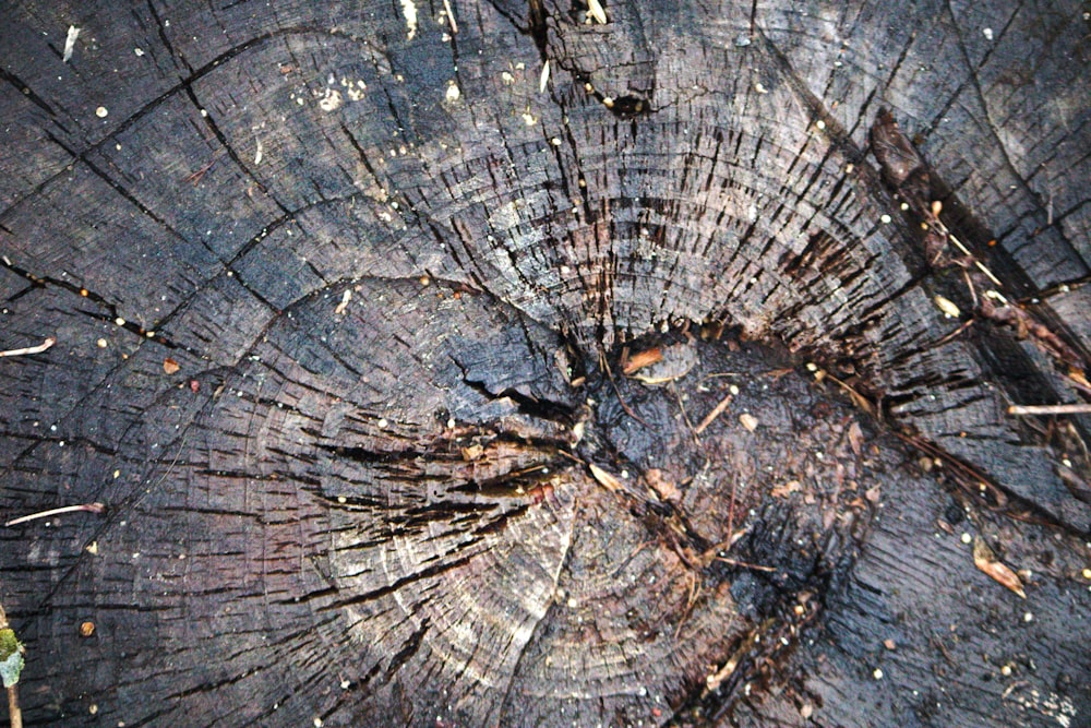 a close up of a tree trunk showing the cross section