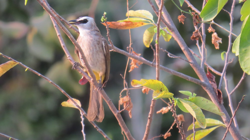 a small bird perched on a tree branch