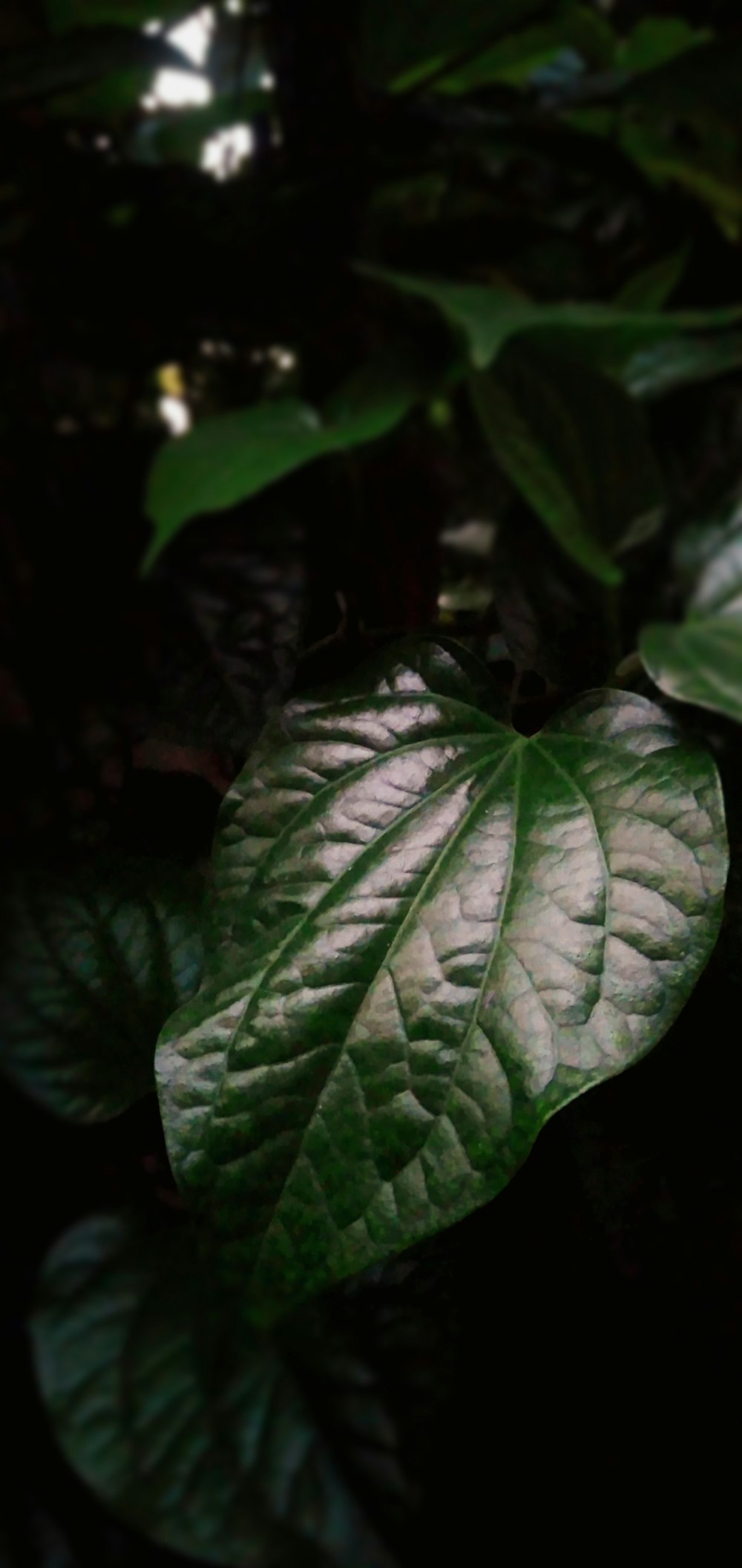 a close up of a green leaf on a plant