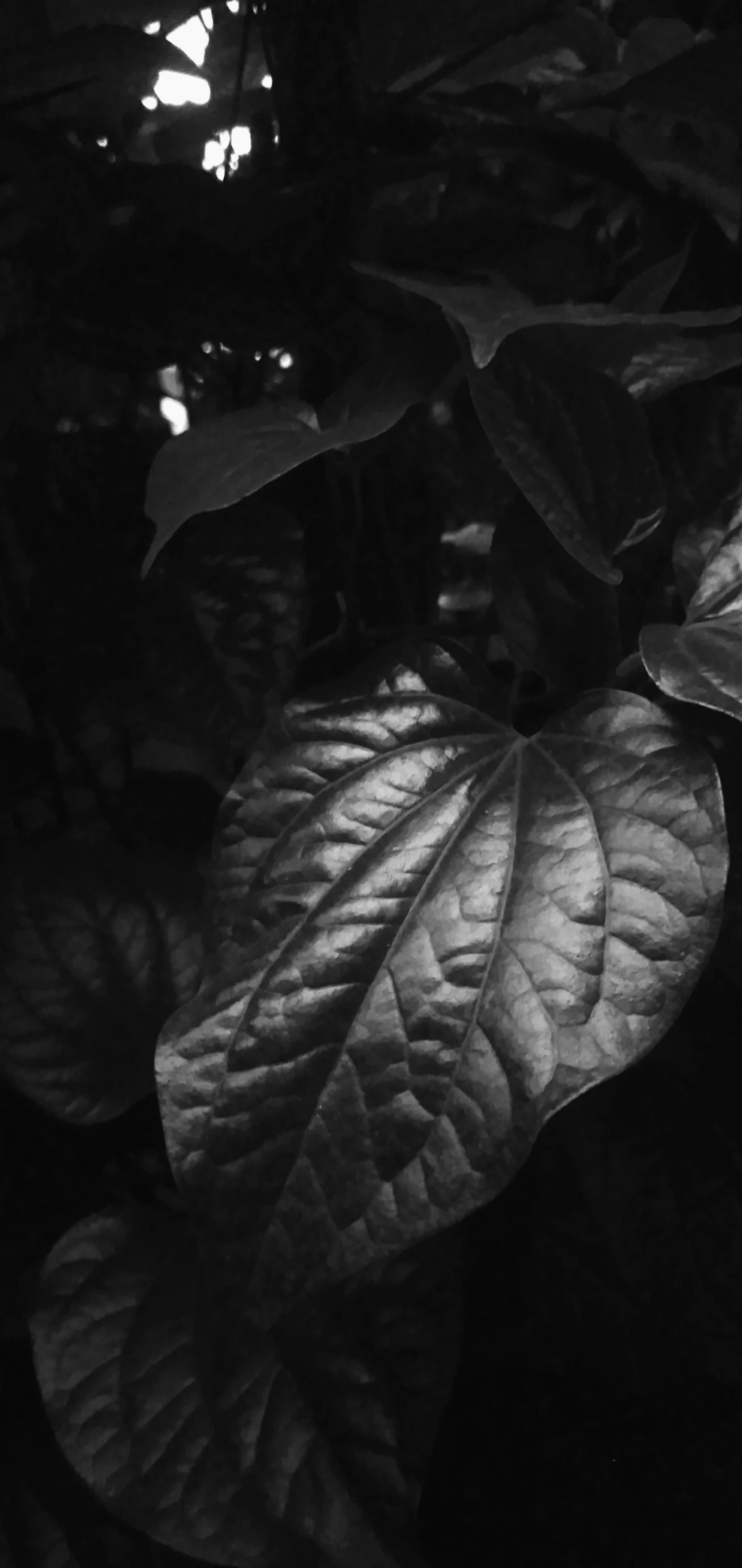 a black and white photo of a leaf