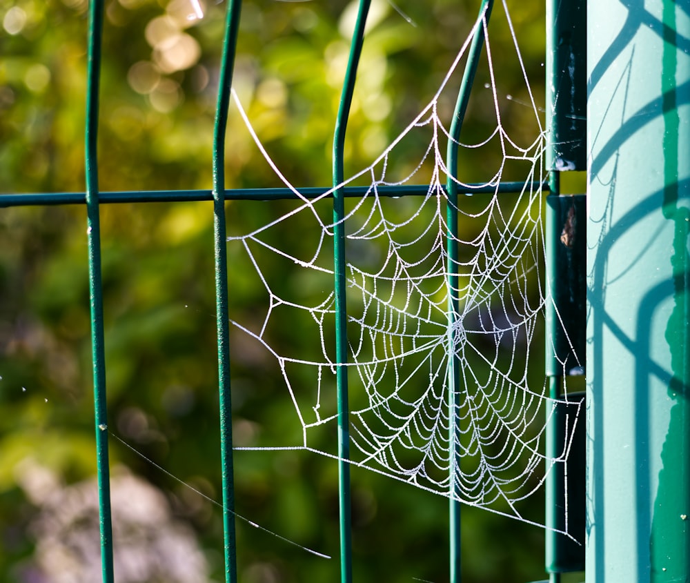 a spider web on a green fence with trees in the background