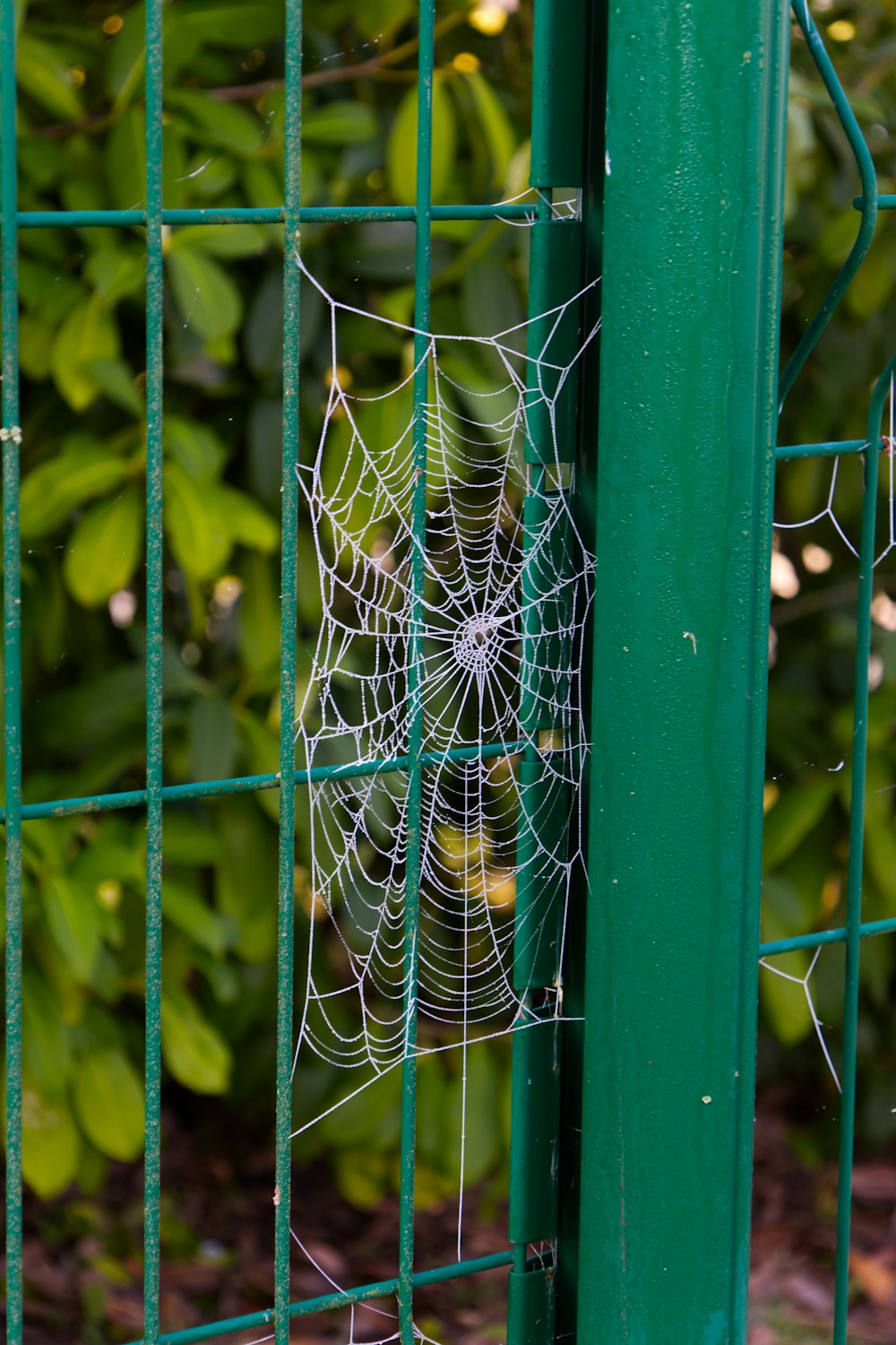 a green fence with a spider web on it