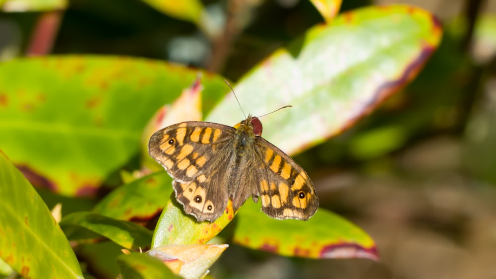 a brown and yellow butterfly sitting on a green leaf