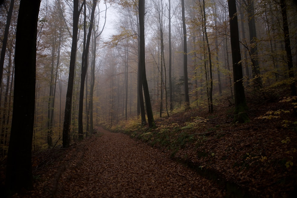 a path in the middle of a foggy forest