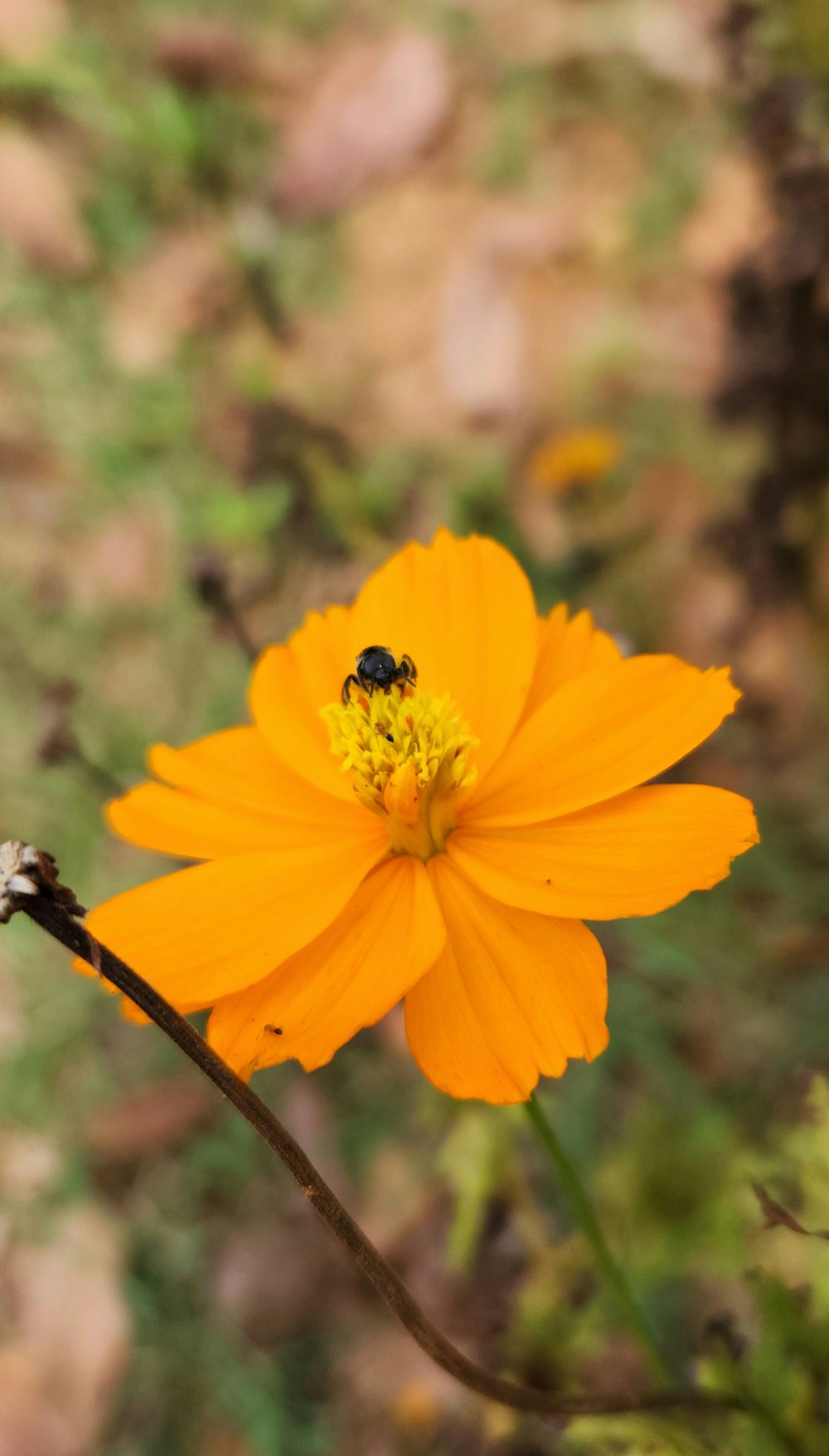 eine gelbe Blume mit einer Biene darauf