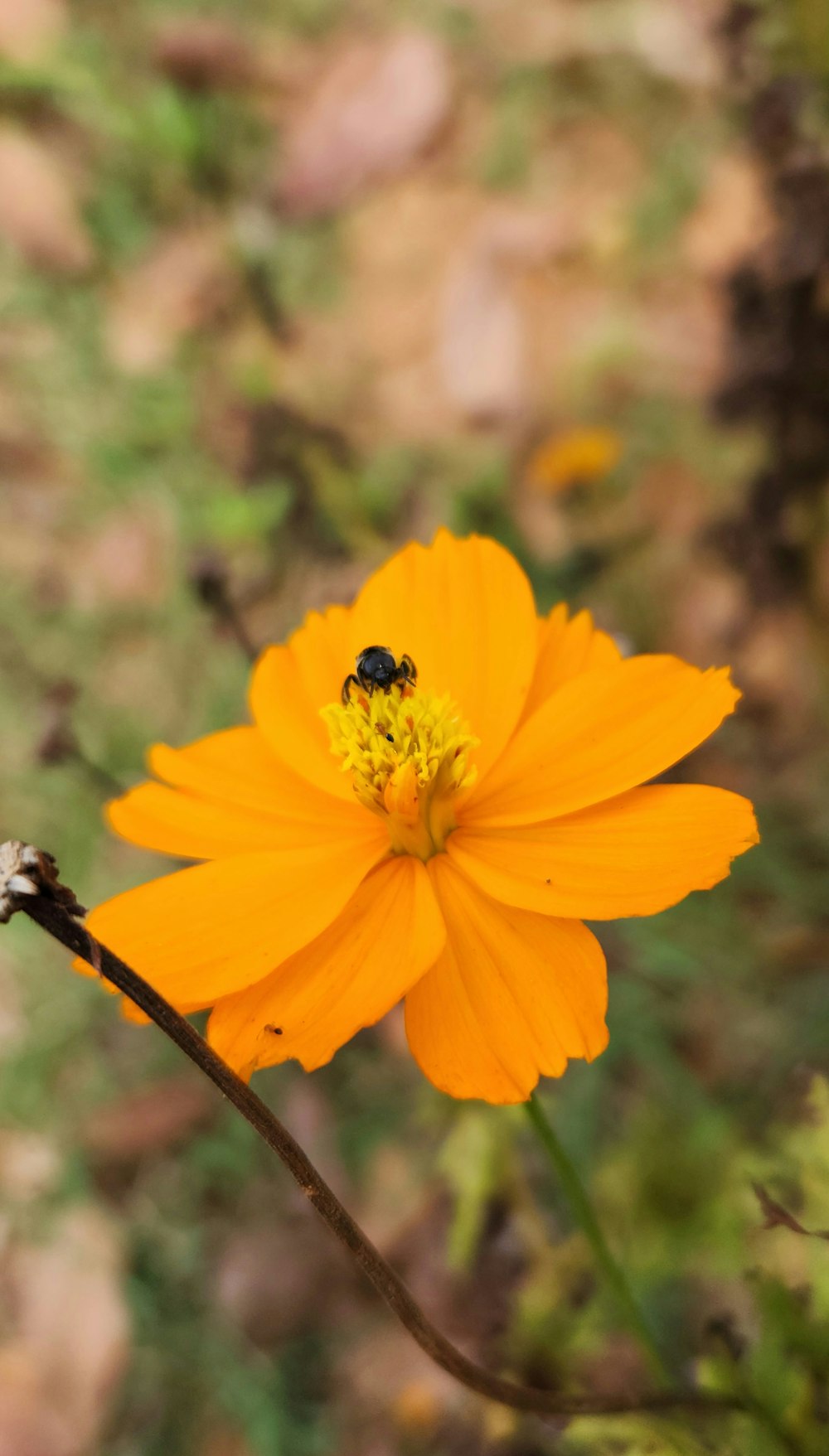 a yellow flower with a bee on it