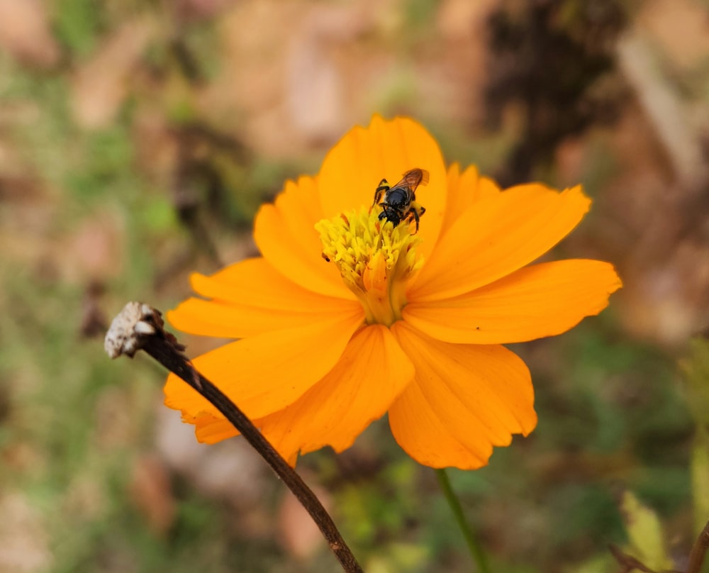 a close up of a flower with a bee on it