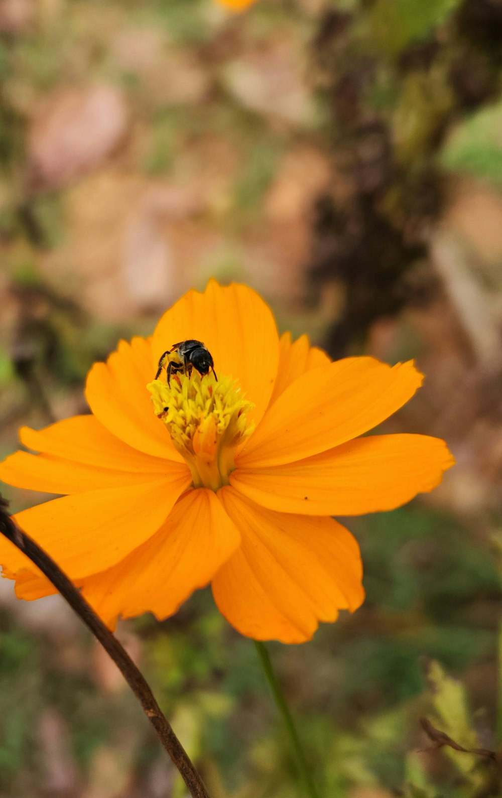 une fleur jaune avec une abeille dessus