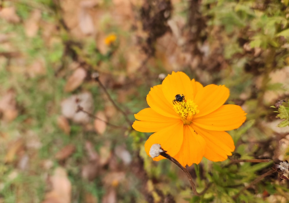 uma flor amarela com uma abelha sobre ela