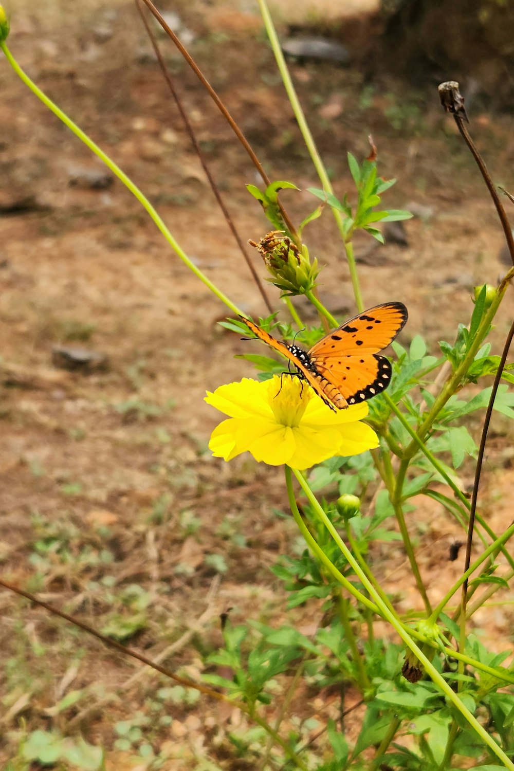 a butterfly that is sitting on a flower