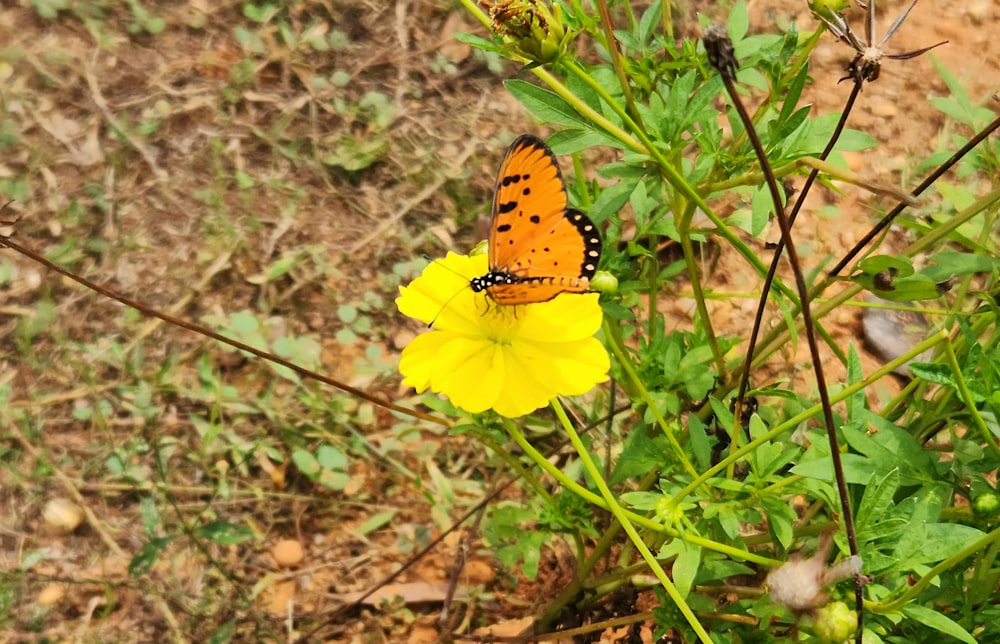 uma borboleta sentada em cima de uma flor amarela