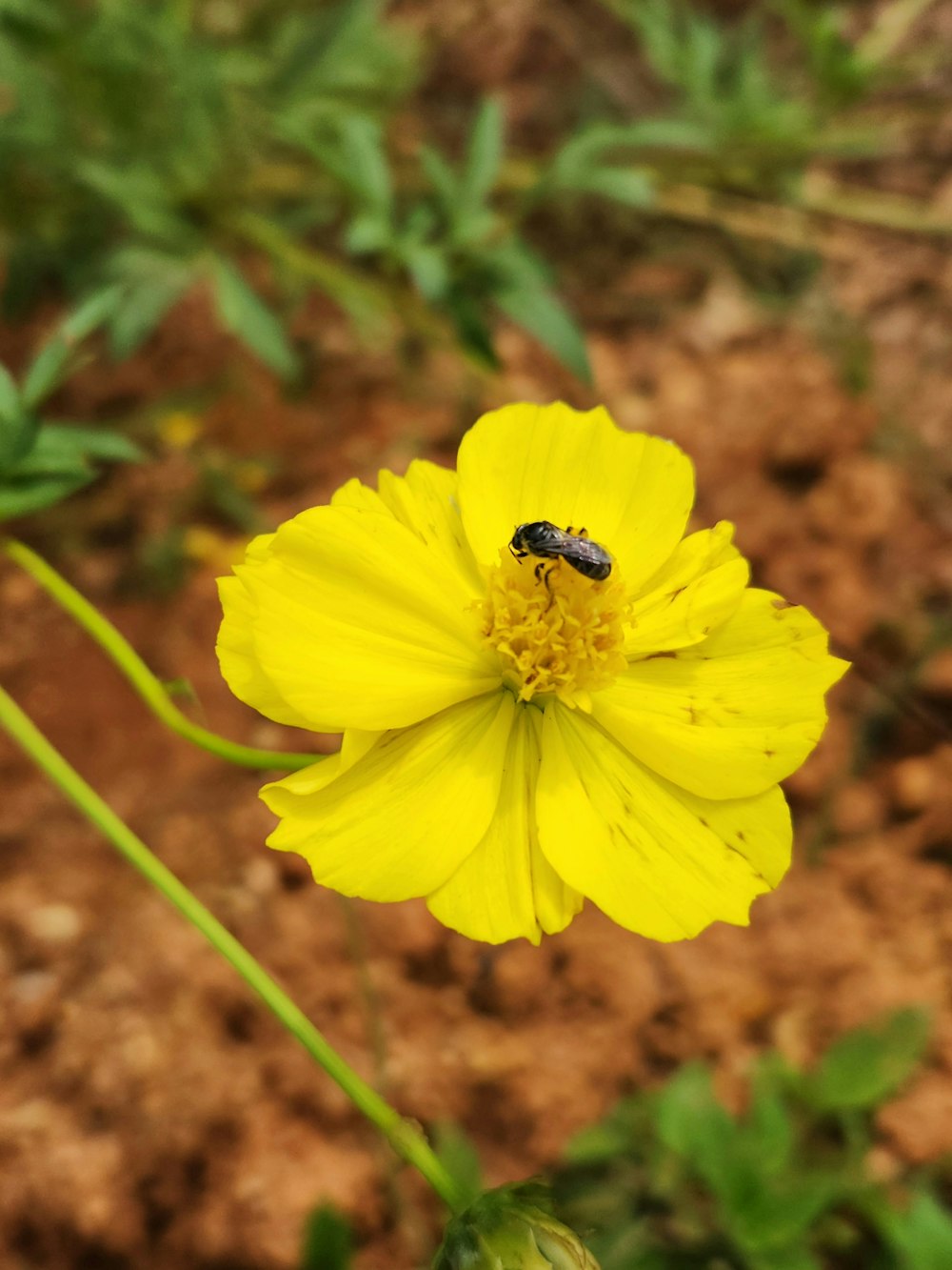 a yellow flower with a bug on it