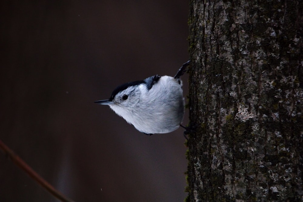 a small bird perched on a tree trunk