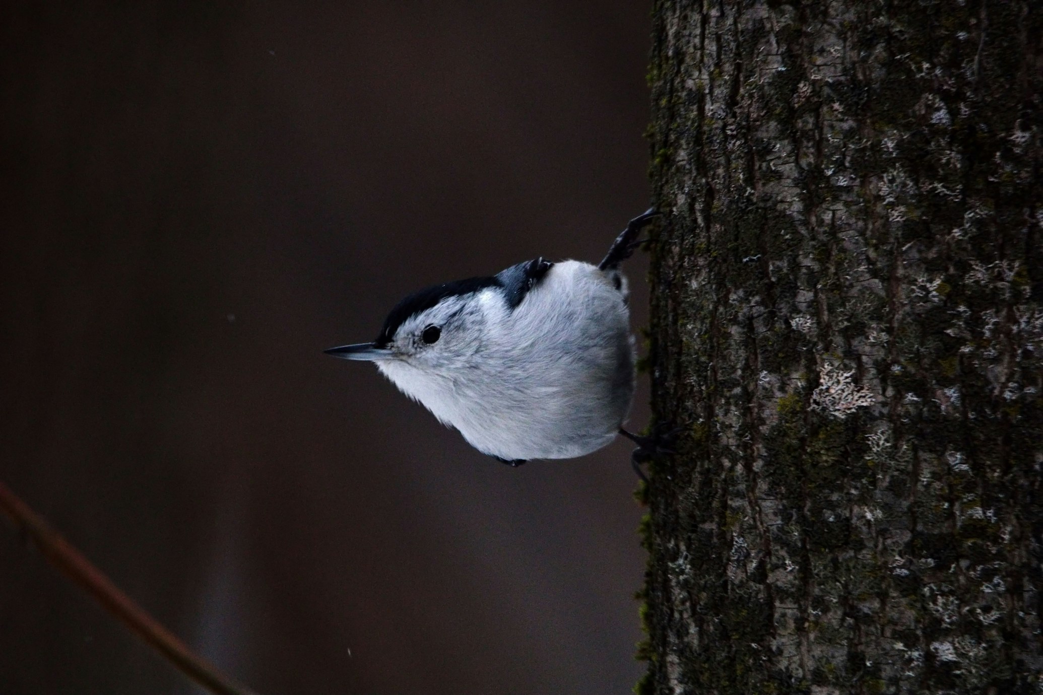 A small bird perched on a tree trunk