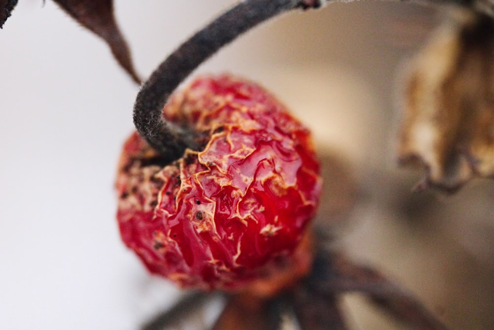 un primo piano di un frutto su un ramo di un albero