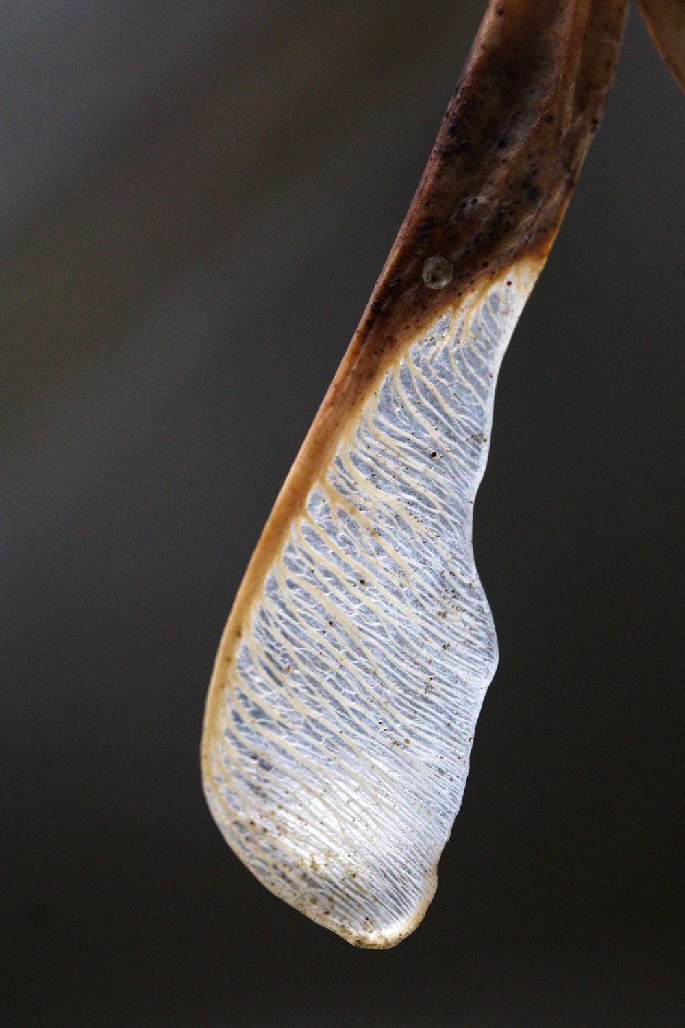 a close up of a leaf with a drop of water on it