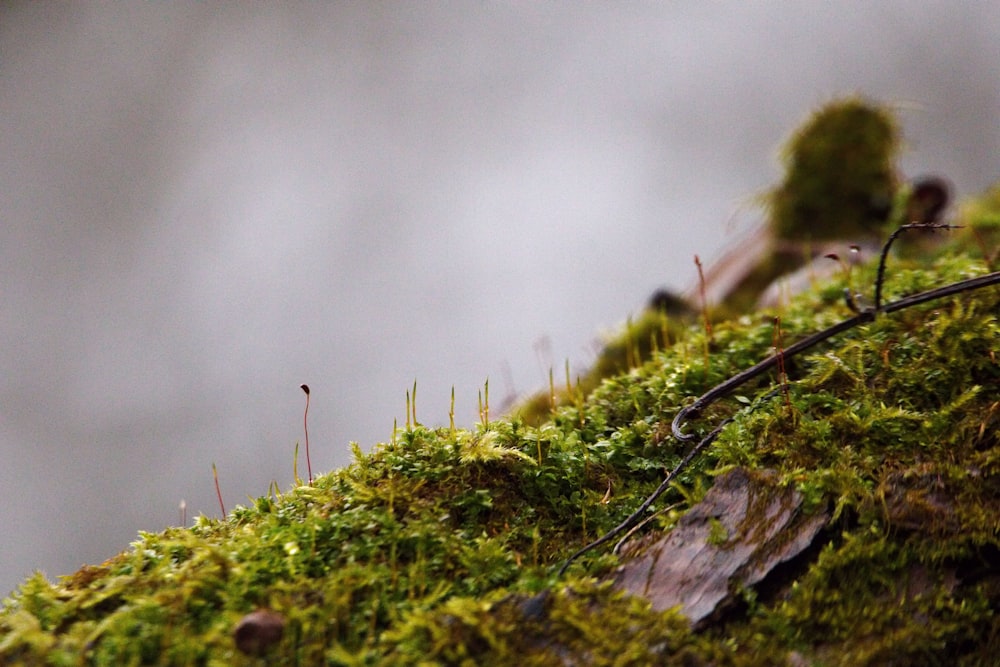 a close up of a moss covered roof