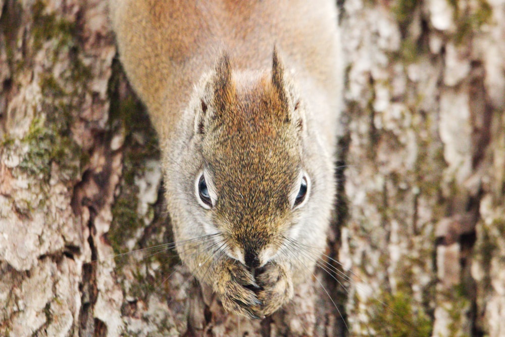 a close up of a squirrel on a tree