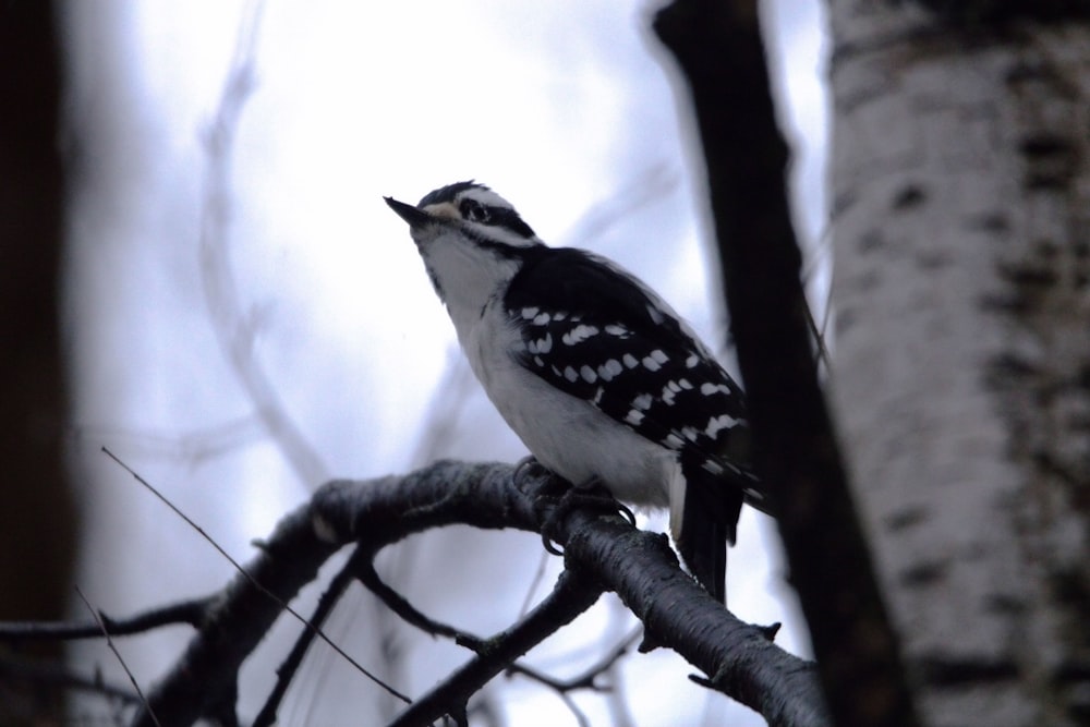 a black and white bird perched on a tree branch