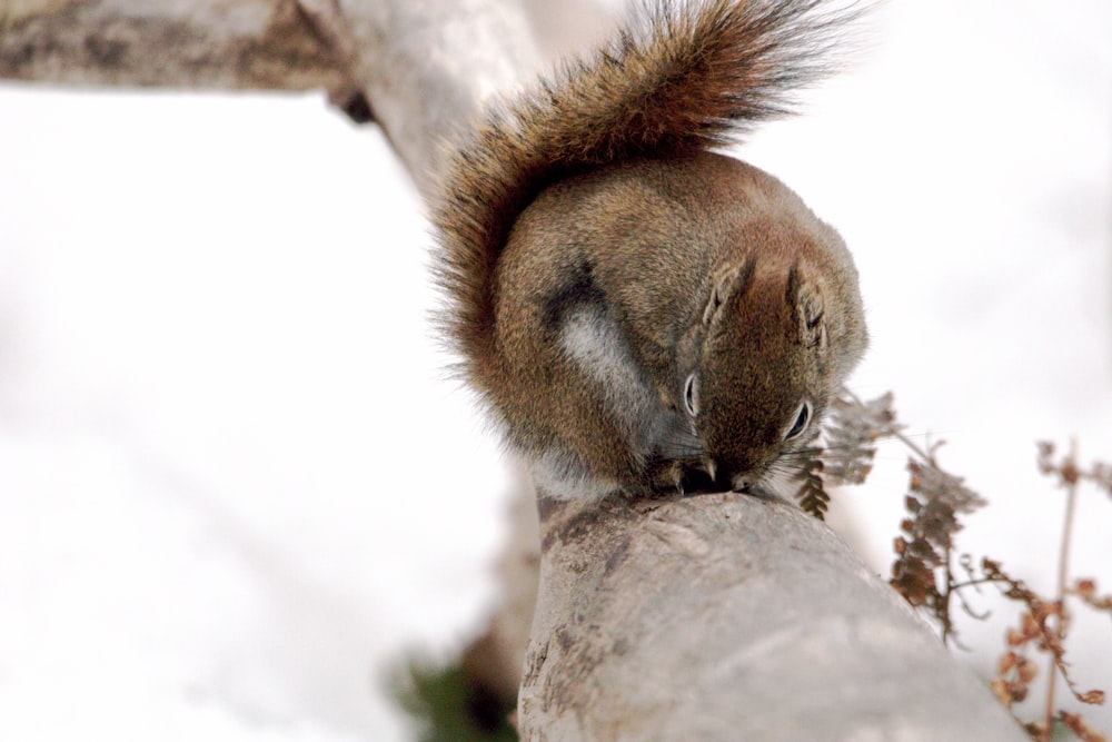 um esquilo sentado em cima de um galho de árvore