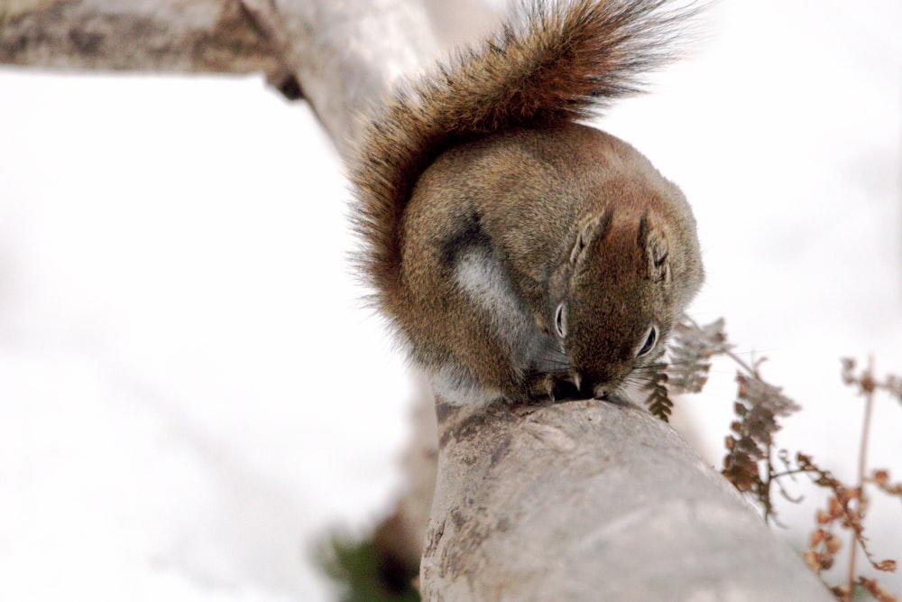 a squirrel sitting on top of a tree branch