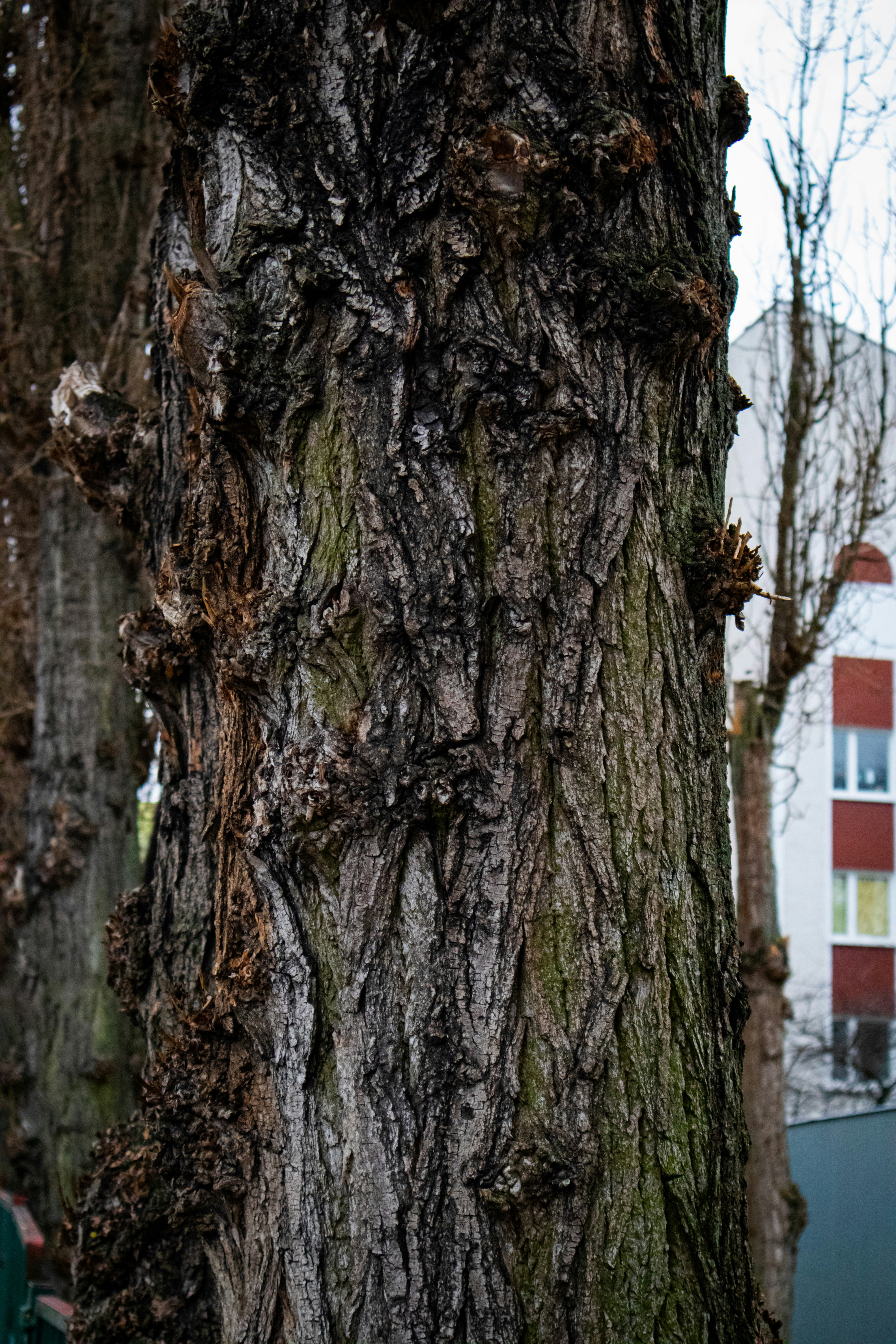 zieke bomen