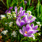 a bunch of purple and white flowers in a garden