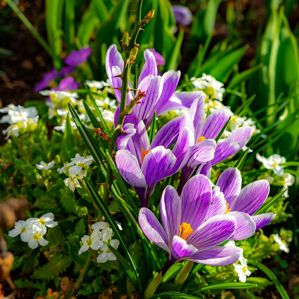 un ramo de flores moradas y blancas en un jardín