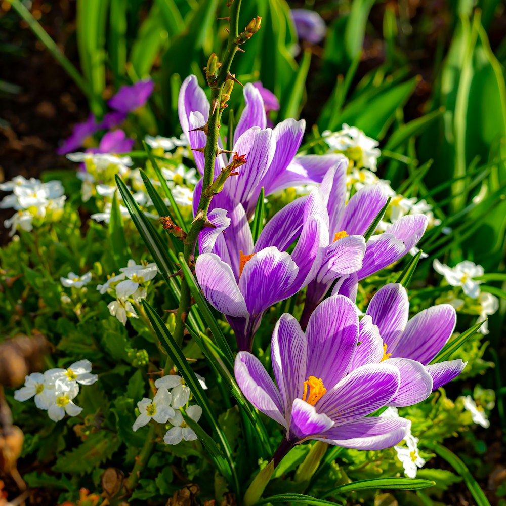 un bouquet de fleurs violettes et blanches dans un jardin