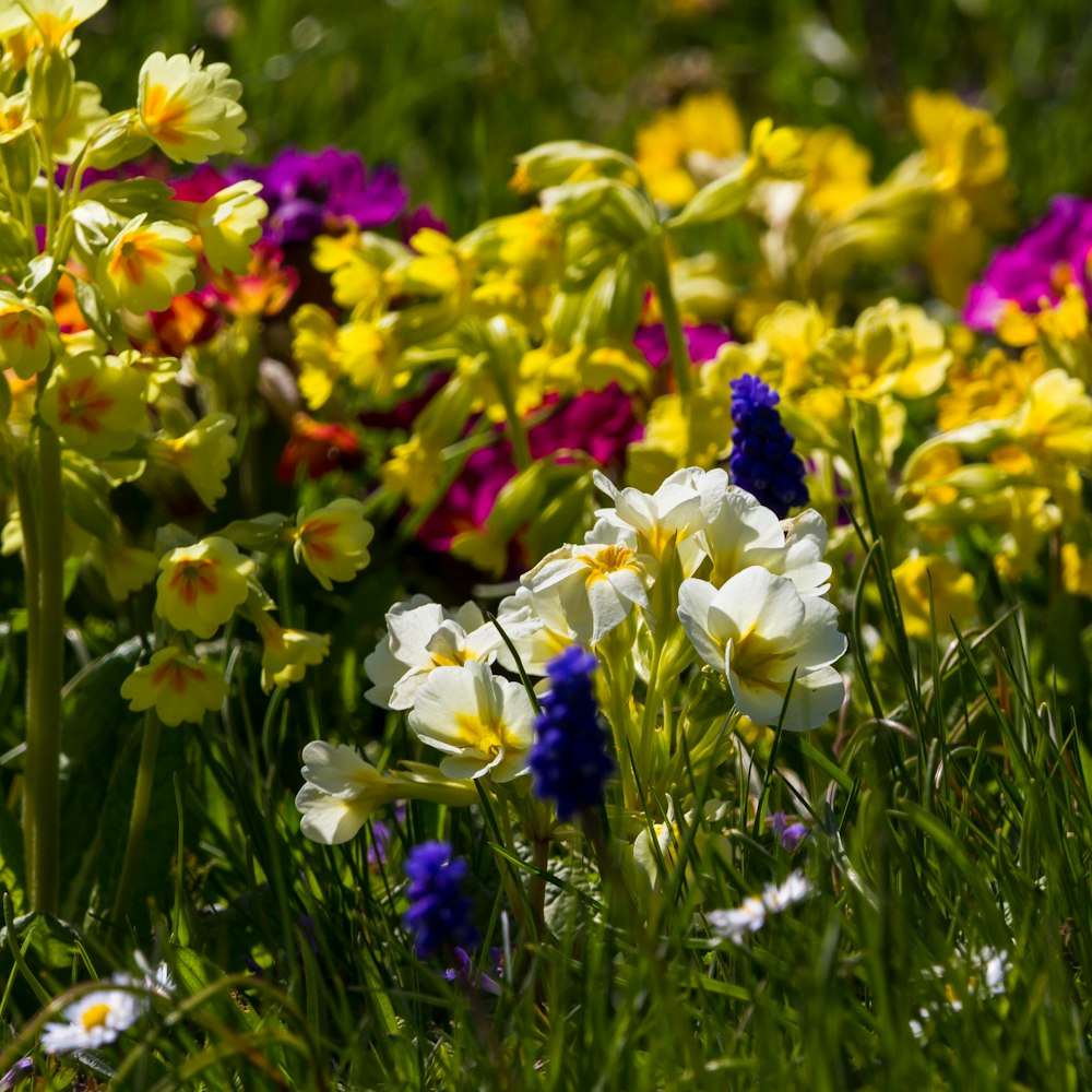 a bunch of flowers that are in the grass