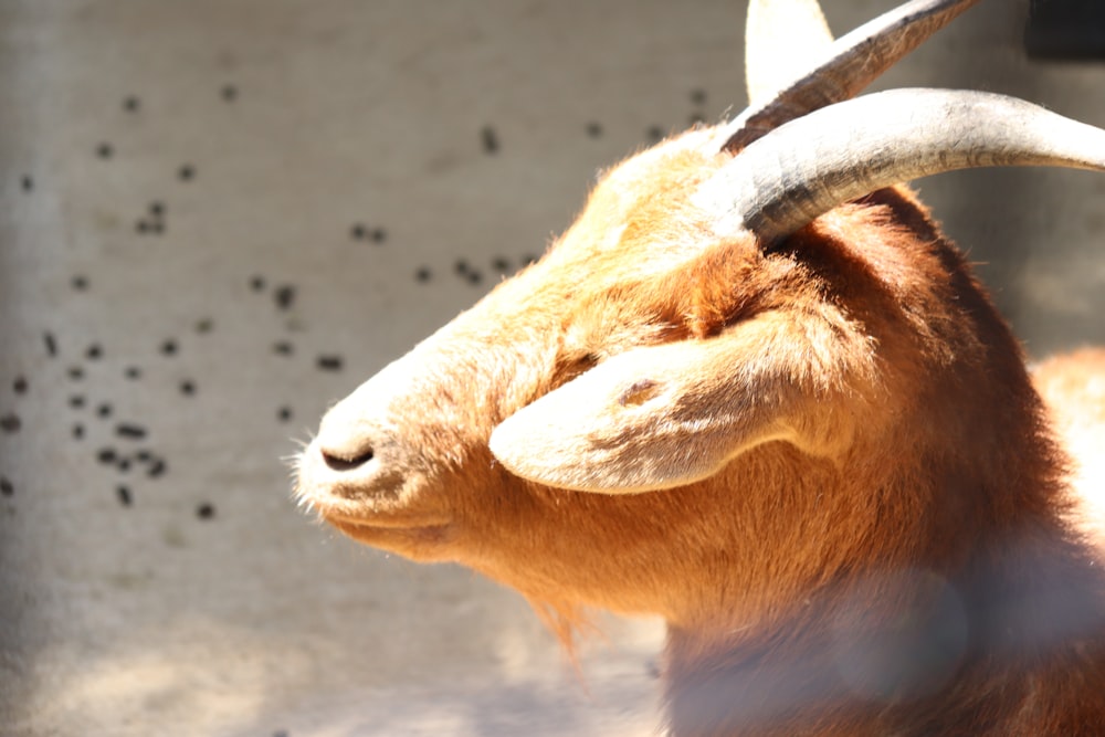 a goat with long horns standing in the sun