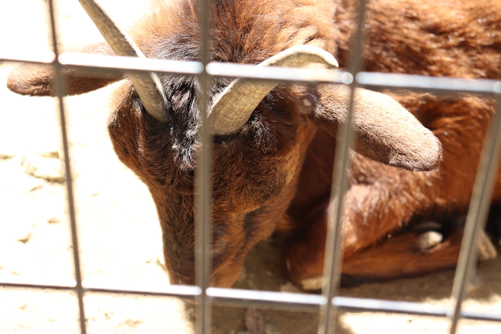 a brown goat with horns in a cage