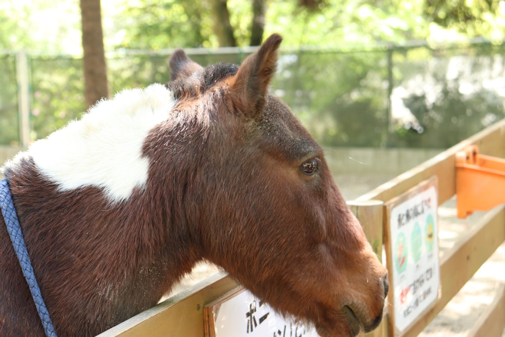 a brown and white horse sticking its head over a fence
