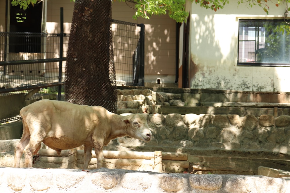 a cow is standing in the shade of a tree