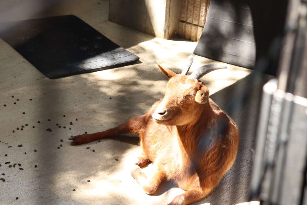 a brown goat laying on top of a cement floor