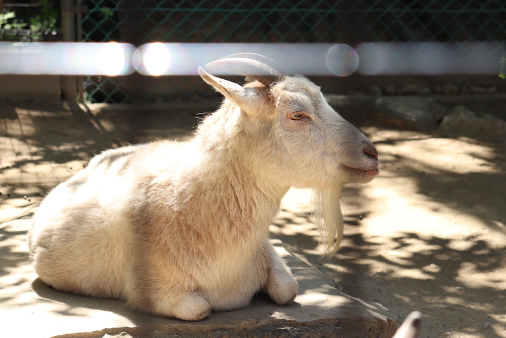 a white goat laying on a rock in a fenced in area