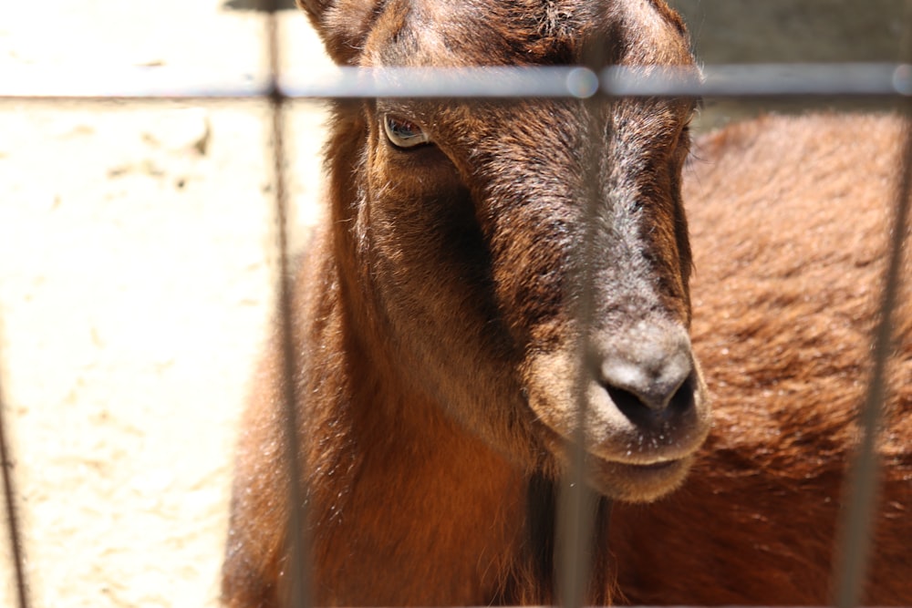 a close up of a goat behind a fence