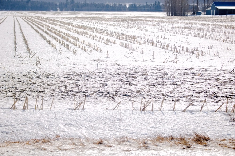 a snow covered field with a barn in the distance