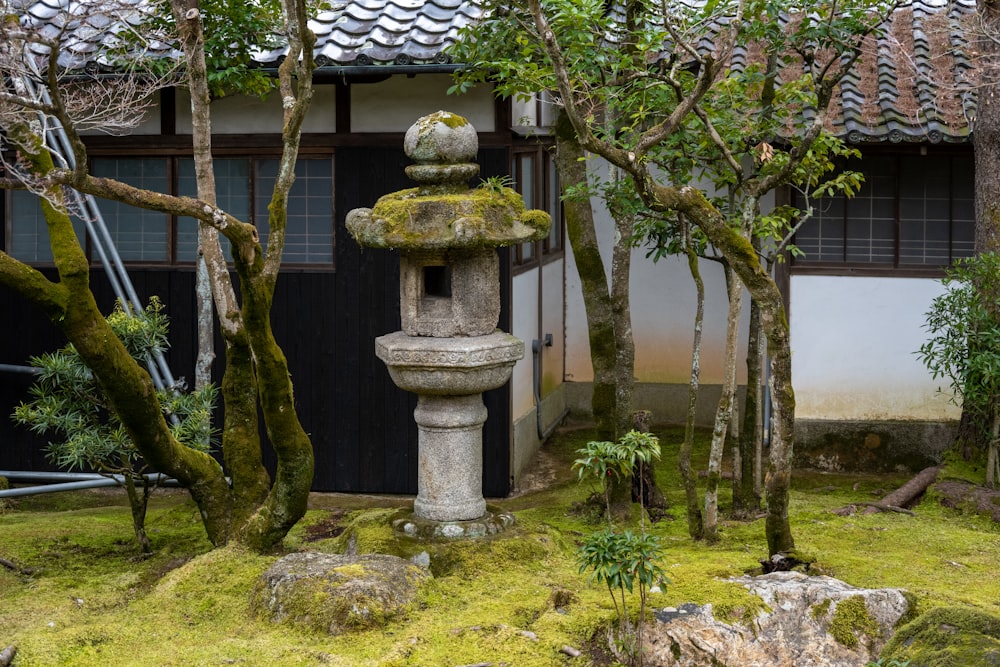 a garden with moss growing on the ground