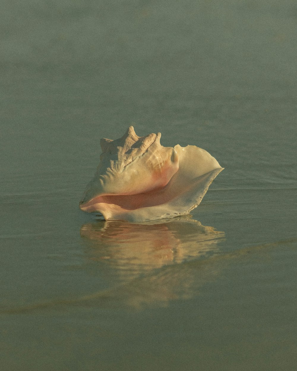 a sea shell floating on top of a body of water