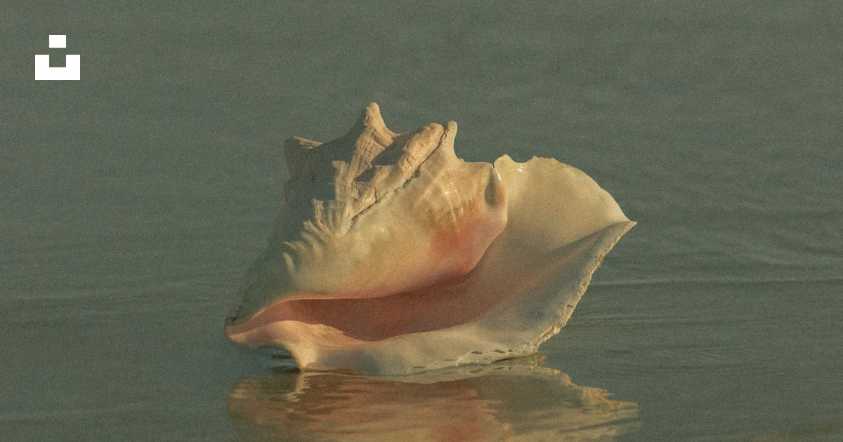 Shell Floating Sea A sea shell floating on top of a body of water photo – Free Brown Image ...