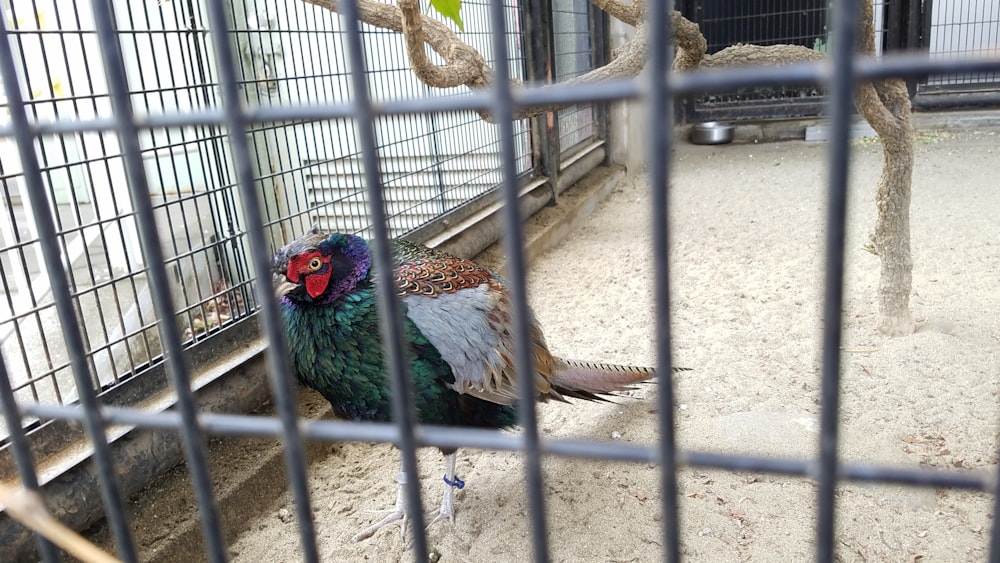 a colorful bird in a cage on the ground