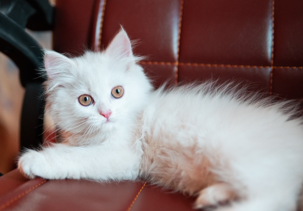 a white kitten laying on top of a brown leather chair