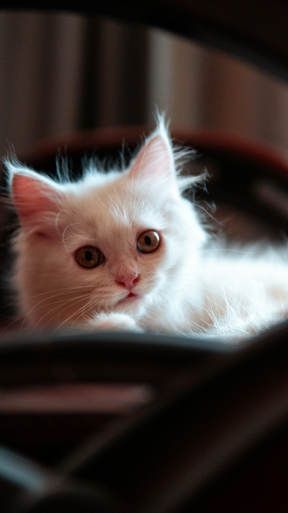 a white kitten laying on top of a wooden chair