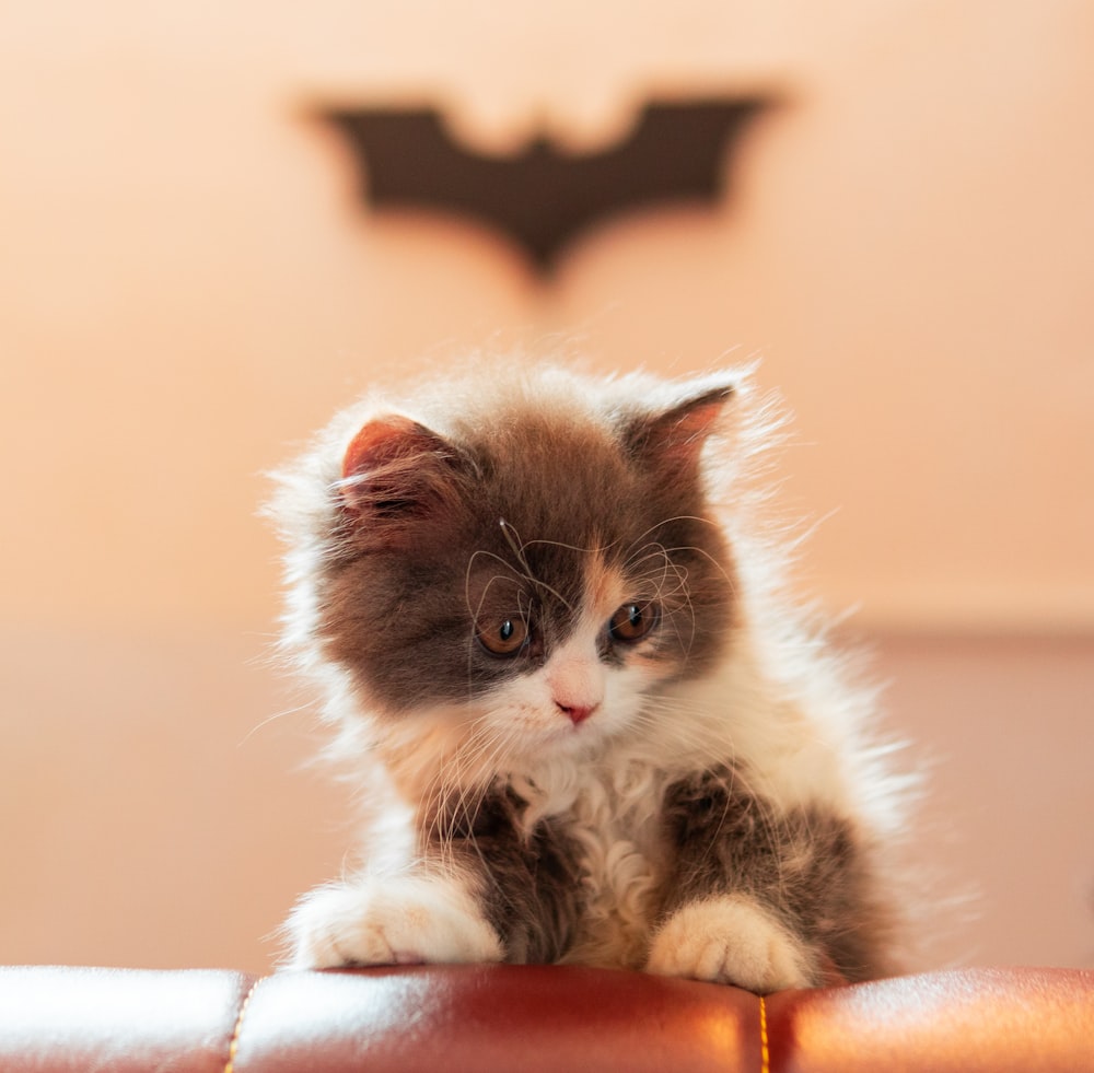 a small kitten sitting on top of a leather chair